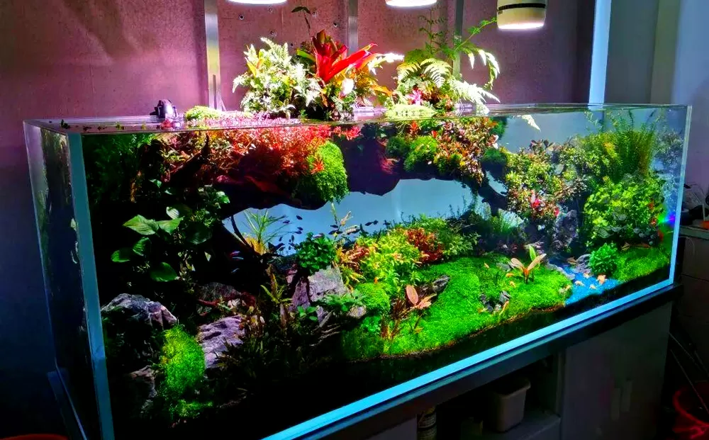 桌面水草雨淋造景鱼缸（小型生态景观缸）