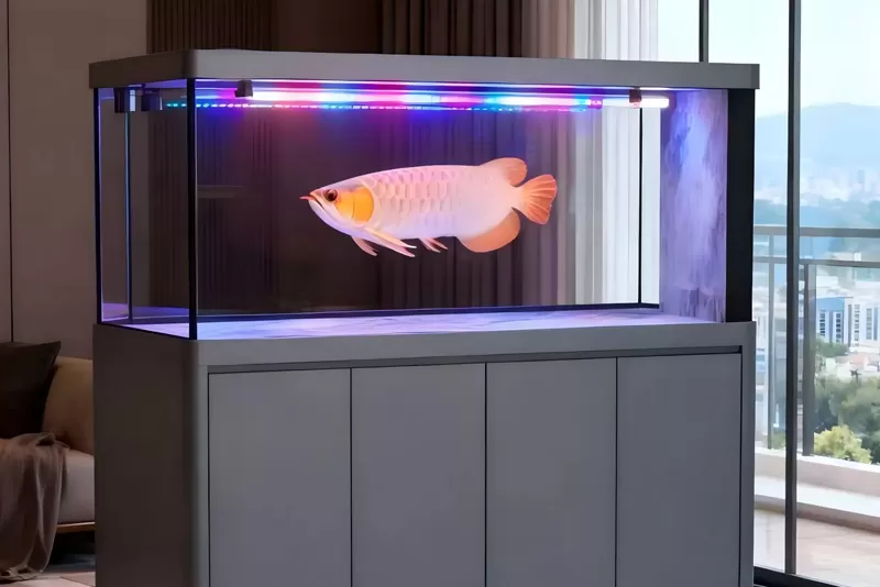 极简灰色四门龙缸水族箱选购指南与底滤系统维护教程